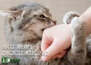 Arti Mimpi Digigit Kucing Menurut Islam: Pertanda Pengkhianatan atau Perlindungan?