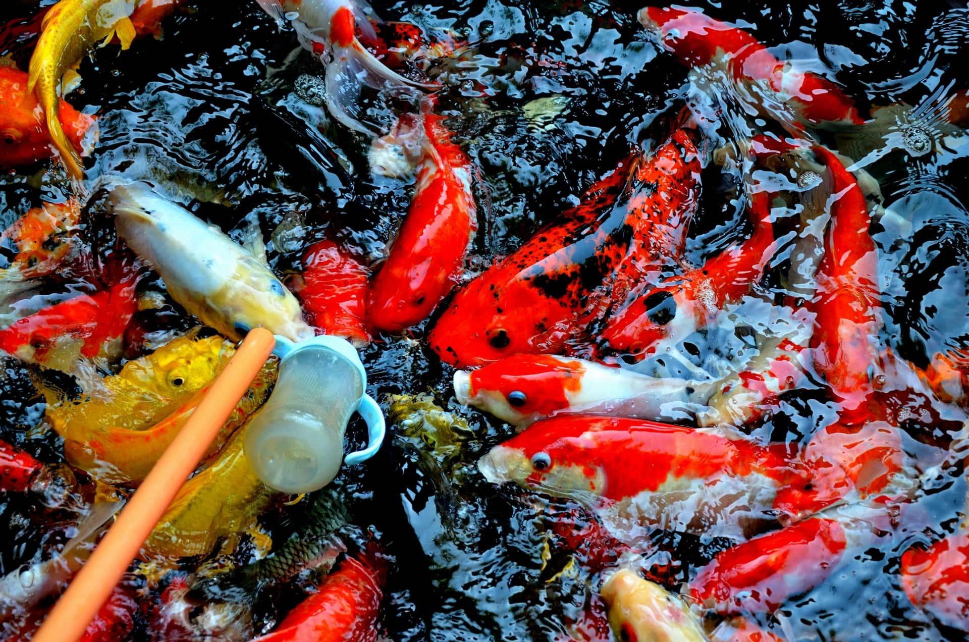 Perawatan Kolam Ikan yang Sederhana namun Efektif