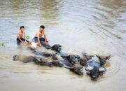 Apa Arti Mimpi Berenang Di Sungai Menurut Islam?