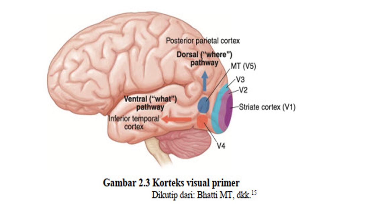 Persepsi Visual: Bagaimana Warna Mempengaruhi Suasana Ruang