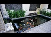 10 Ide Kolam Ikan Minimalis untuk Taman Modern Anda